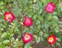 lysiane:plantes_du_jardin:roses:133_coktail_5276.jpg