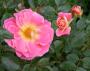 lysiane:plantes_du_jardin:roses:134_concorde_0128.jpg