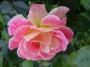 lysiane:plantes_du_jardin:roses:139_concorde_5591.jpg