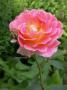 lysiane:plantes_du_jardin:roses:140_concorde_6605.jpg