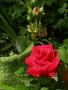 lysiane:plantes_du_jardin:roses:143_conquistador_4997.jpg