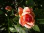 lysiane:plantes_du_jardin:roses:148_crepuscule5232.jpg