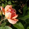 149_crepuscule_5234.jpg