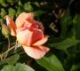 lysiane:plantes_du_jardin:roses:149_crepuscule_5234.jpg