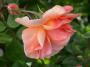 lysiane:plantes_du_jardin:roses:150_crepuscule_5584.jpg