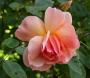 lysiane:plantes_du_jardin:roses:152_crepuscule_5586.jpg