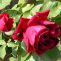 156_crimson_glory_0367.jpg