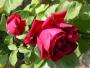 lysiane:plantes_du_jardin:roses:156_crimson_glory_0367.jpg