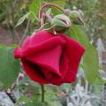 157_crimson_glory_5968.jpg