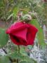 lysiane:plantes_du_jardin:roses:157_crimson_glory_5968.jpg