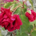 158_crimson_glory_6551.jpg