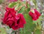 lysiane:plantes_du_jardin:roses:158_crimson_glory_6551.jpg