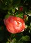 lysiane:plantes_du_jardin:roses:175_diamond_border.jpg