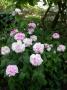 lysiane:plantes_du_jardin:roses:181_enfant_de_france_0075.jpg