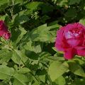 190_eugene_furst_6951.jpg