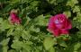 lysiane:plantes_du_jardin:roses:190_eugene_furst_6951.jpg