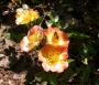 lysiane:plantes_du_jardin:roses:191_euphoria_0222.jpg