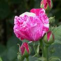 205_ferdinand_pichard_7007.jpg