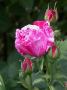 lysiane:plantes_du_jardin:roses:205_ferdinand_pichard_7007.jpg