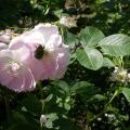 211_fimbriata_00219.jpg