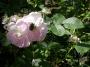 lysiane:plantes_du_jardin:roses:211_fimbriata_00219.jpg