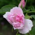216_fimbriata_6369.jpg