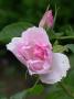 lysiane:plantes_du_jardin:roses:216_fimbriata_6369.jpg