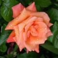 228_fruite_orange_supreme_0149.jpg