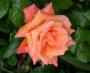 lysiane:plantes_du_jardin:roses:228_fruite_orange_supreme_0149.jpg
