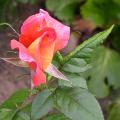 229_fruite_or_sup_5822.jpg