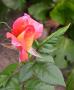 lysiane:plantes_du_jardin:roses:229_fruite_or_sup_5822.jpg