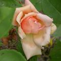 232_gabriel_noyelle_5142.jpg