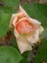 lysiane:plantes_du_jardin:roses:232_gabriel_noyelle_5142.jpg