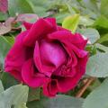 240_george_dikson_5817.jpg