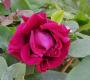 lysiane:plantes_du_jardin:roses:240_george_dikson_5817.jpg