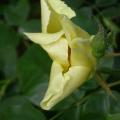 254_golden_wings_5555.jpg