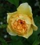 lysiane:plantes_du_jardin:roses:260_graham_thomas_7171.jpg