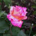 261_granada_5552.jpg