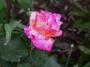 lysiane:plantes_du_jardin:roses:261_granada_5552.jpg