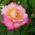 262_granada_5692.jpg
