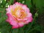 lysiane:plantes_du_jardin:roses:262_granada_5692.jpg