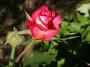 lysiane:plantes_du_jardin:roses:263_granada_5694.jpg