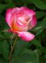 lysiane:plantes_du_jardin:roses:264_granada_5790.jpg