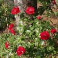 275_guirlande_fleurie_6925.jpg