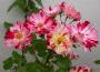 lysiane:plantes_du_jardin:roses:277_hanabi_0164.jpg