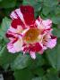 lysiane:plantes_du_jardin:roses:279_hanabi_5611.jpg