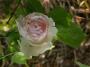 lysiane:plantes_du_jardin:roses:281_heritage_6020.jpg