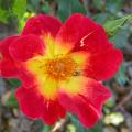 285_hot_fir_0283.jpg
