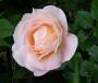 lysiane:plantes_du_jardin:roses:297_isab_autissier_6317.jpg