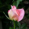 298_isabelle_autissier_5921.jpg